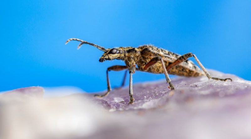 Kanseri Koklamak: Böcek Koku Alma Nöral Devreleri İle Kanser Tespiti                     